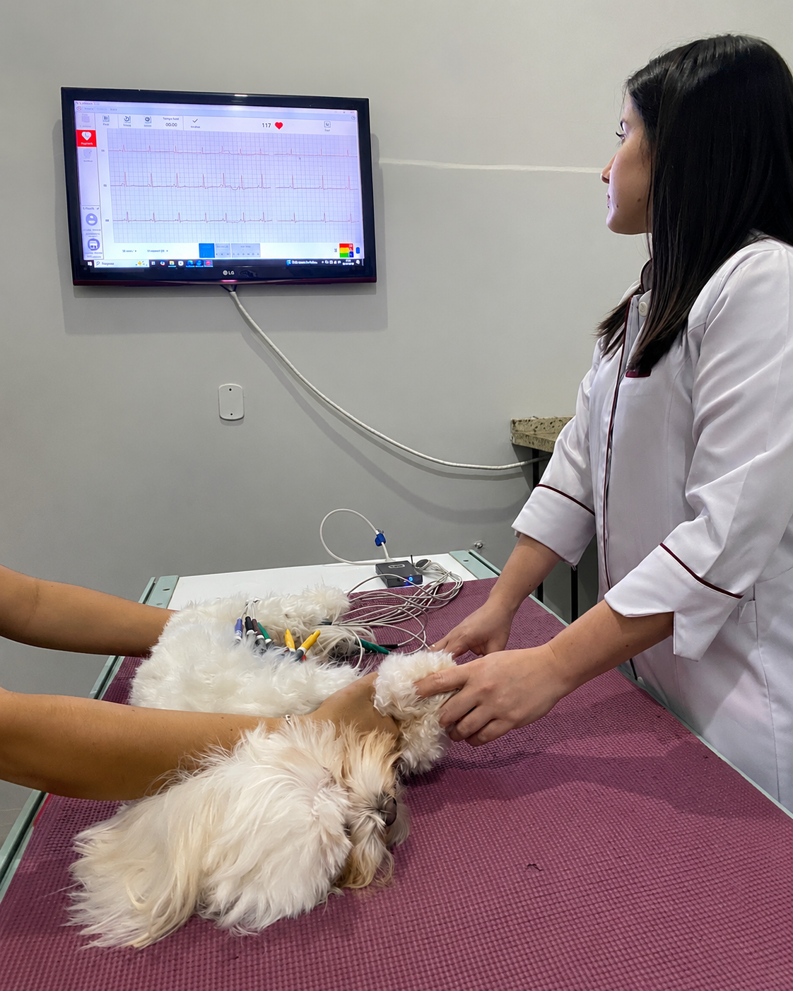 Profissional da Unidade Centro realizando eletrocardiograma veterinário
