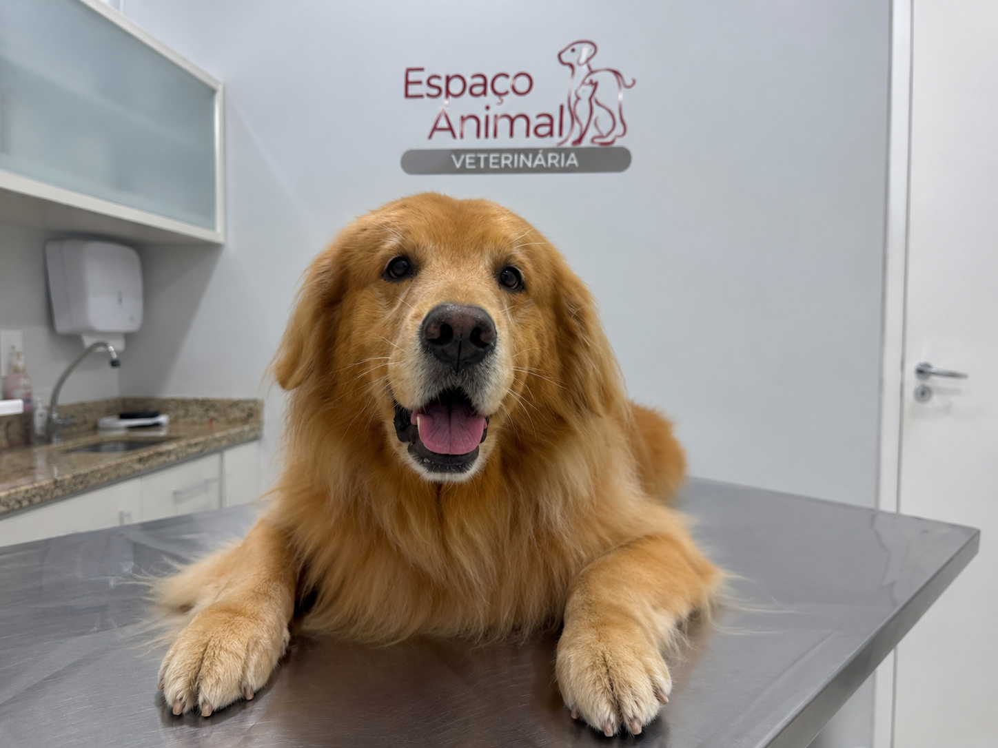 Golden retriever atendido na mesa de consultório da Unidade Centro